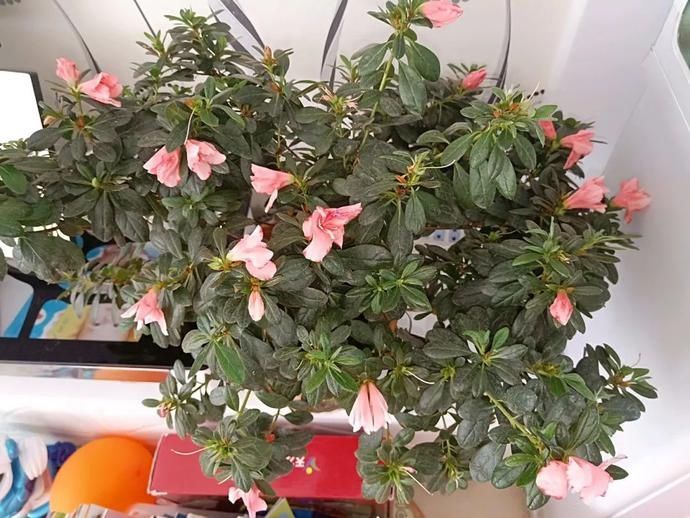 杜鹃|这10种花，夏天快搬屋里，不然全都晒死~