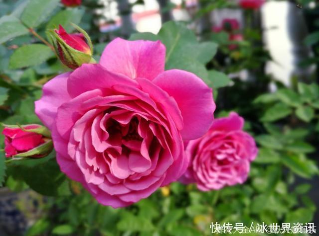 花量|6种冷门月季,看一眼就中“毒”,没养的人都后悔了!
