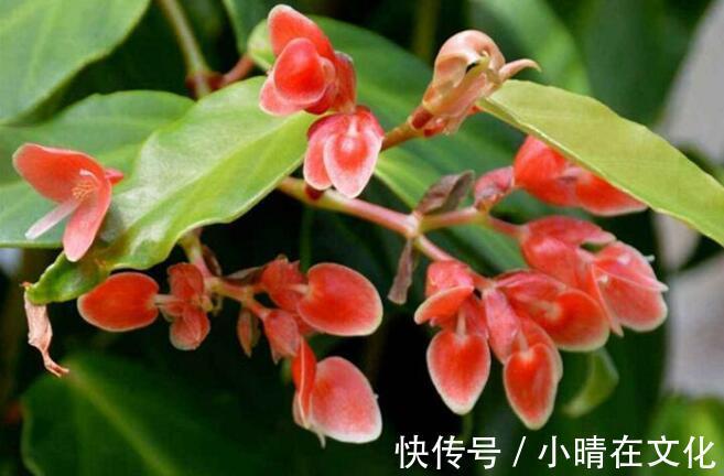 阳台种这些花朵,漂亮好养易爆盆,花开成瀑布,花朵稠密惹眼