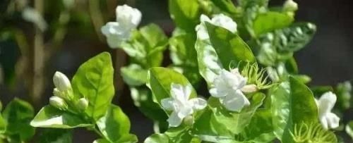 茉莉花有4喜，了解掌握，开出层叠群花，满屋都是花香