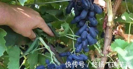 蓝宝石|家里有院子的,此树要种2棵,好吃又好看,关键营养价值高!