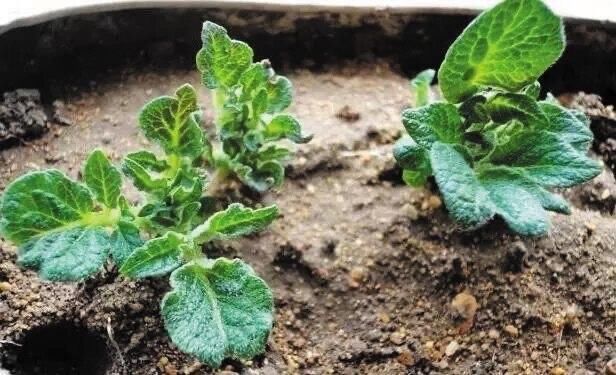 生姜、土豆吃不完,就扔“花盆里”,长成漂亮盆栽,结出丰硕果实