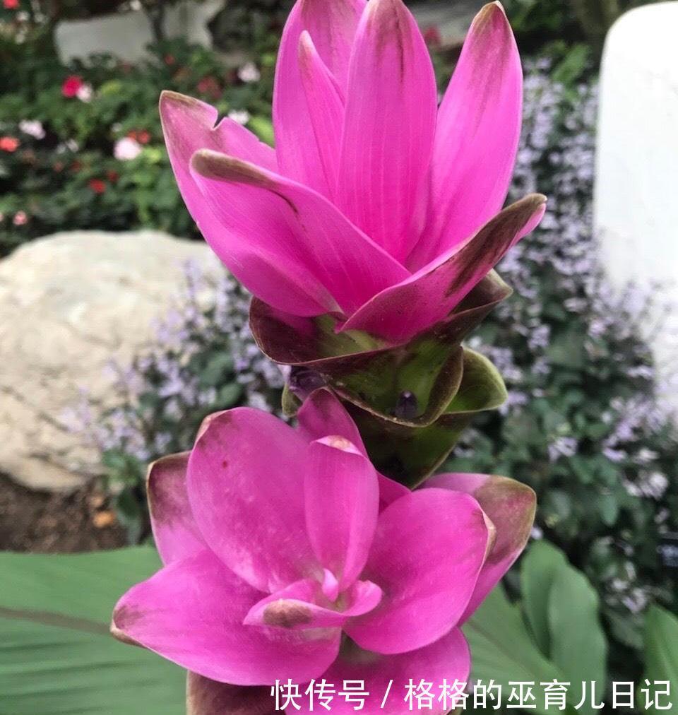 一块“大生姜”,开满粉荷花,家里养一盆,仙气飘飘,开花100天