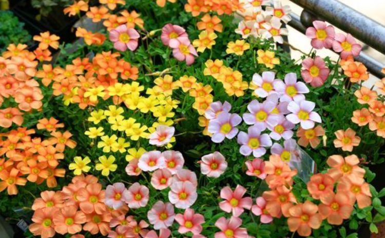 4种花,号称高贵女王花,雍容华贵,养护简单