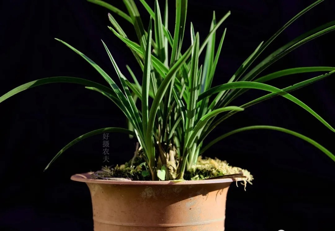 叶片|养兰花如何用好磷酸二氢钾,这几个小妙招,非常实用