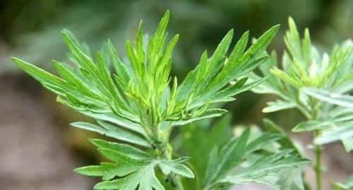 艾草|38岁江西女子，坚持用艾叶洗头，半年后，身体发生这4个改变