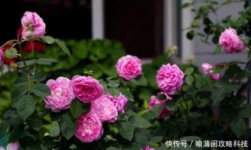 漂亮|此花被称世界名花,漂亮不输牡丹,四季有花赏,是家庭盆栽佳品