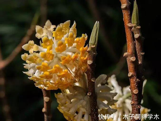 打结花！真漂亮啊！