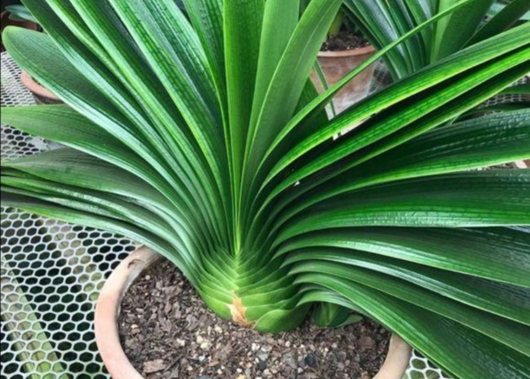 浇水|10月养君子兰,给它补上2种肥,叶子浓绿光亮,更能促进开花