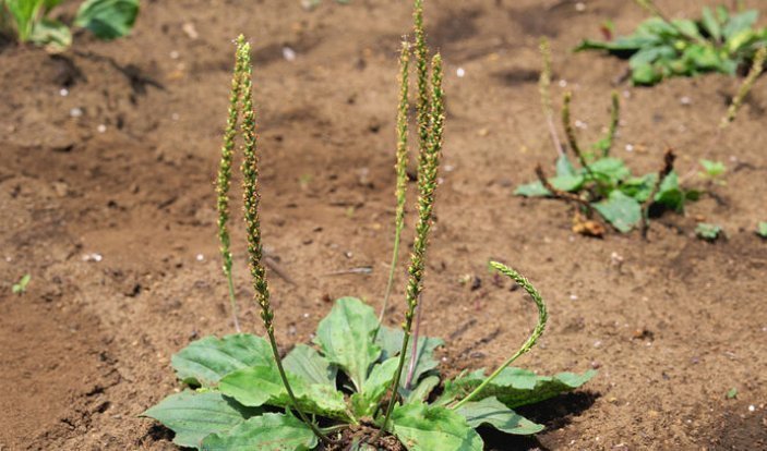 老中医|车前草虽小,养生大功效多吃的顶级妙用,只有老中医才知道