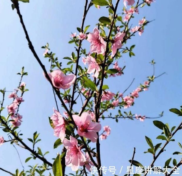 伴侣|一天后,4个星座,情深似海,一旦爱上不轻易变心,别辜负他们