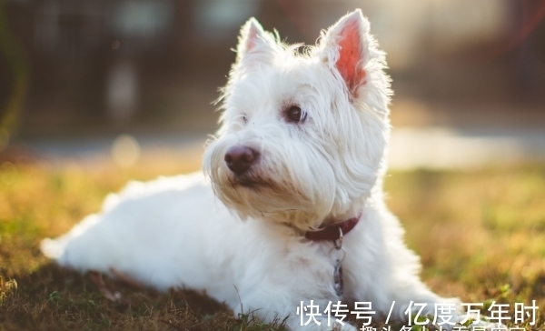 咸鱼翻身|农历几月出生属狗人，下半年贵人多，事业旺，诸事亨通，步步高升