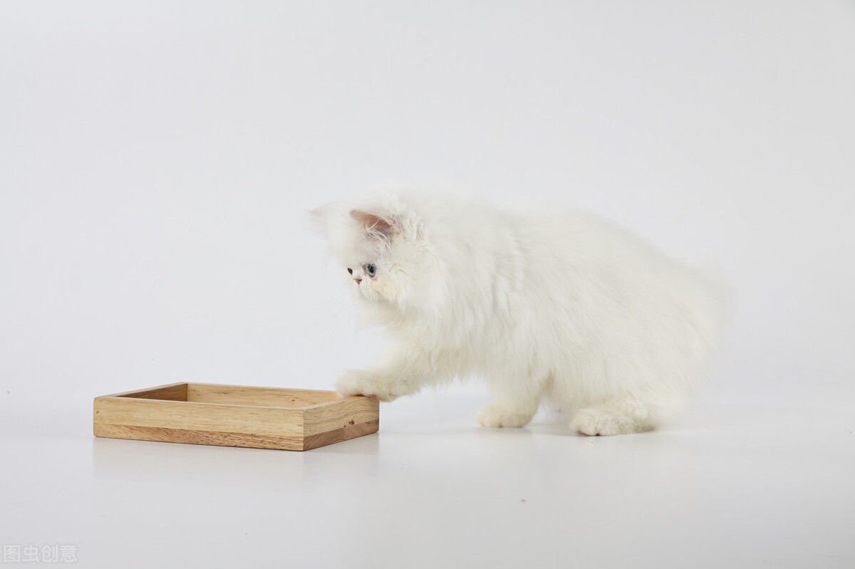 淋巴结|把猫当孙子养，60多岁老伯遭遇不明原因淋巴结肿大