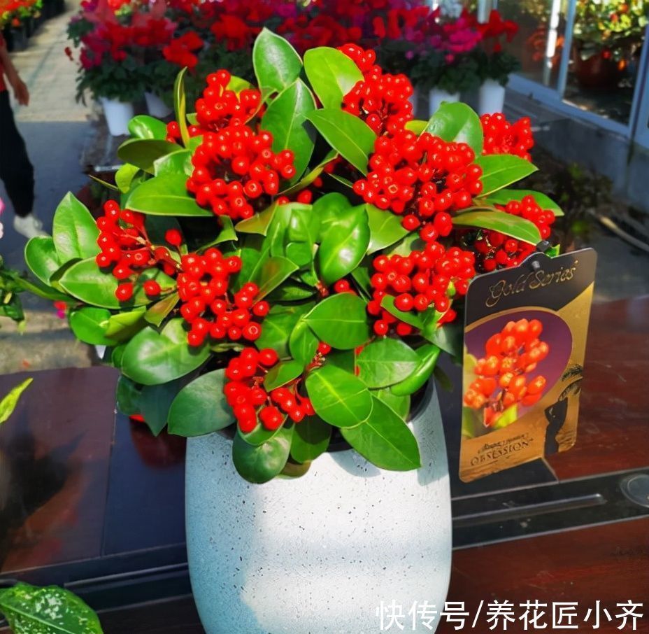 栽培|10种花中“贵货”太好看,打工仔“不舍得”买,等有钱要买一盆