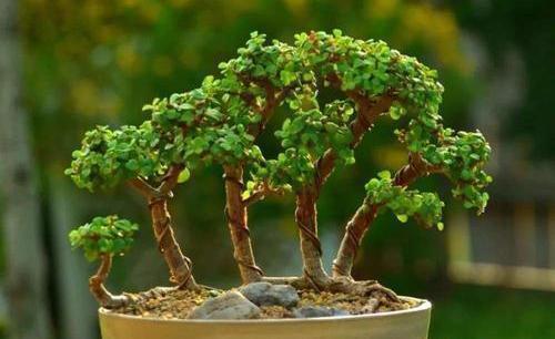 雅乐|金枝玉叶这么养，枝干苍劲有力，造型漂亮颜值高，变成盆景价值大