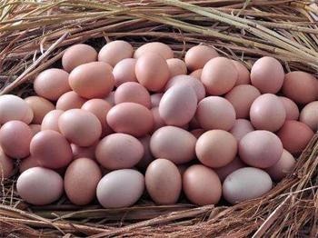 食物中毒|立秋后鸡蛋和此物同食,不仅没有营养还容易生病,却很多人不清楚