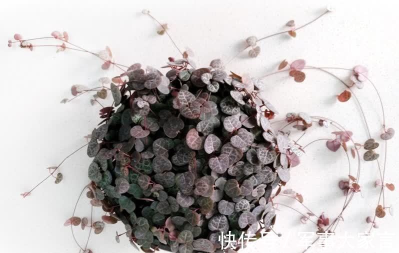 多肉|多肉爱之蔓，花名唯美，寓意浪漫，垂盆生长很文艺
