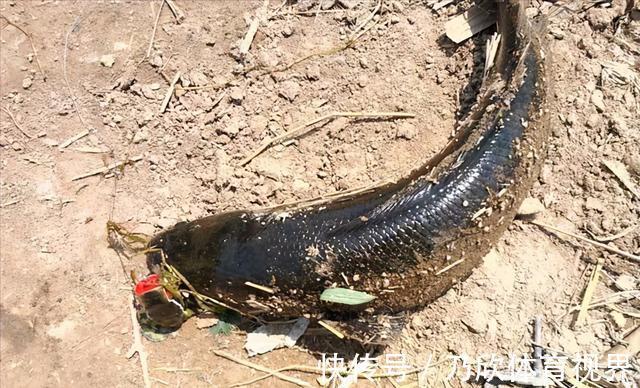 钓鱼|想要钓黑鱼，找到这几个地方，会钓鱼就能钓到黑鱼