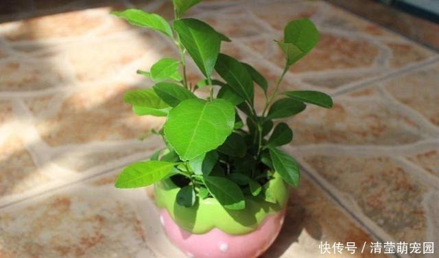 薄荷|家里气味难闻，养3种绿植错不了，家里一整天都香喷喷