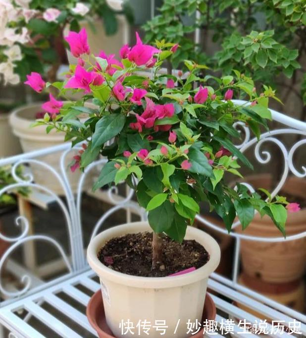 45种三角梅品种,红、橙、黄、绿、白、紫,每一种都很好看!