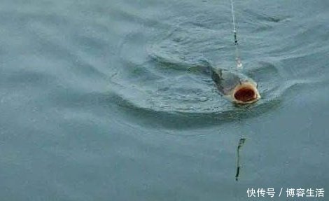 实用|野钓怎样应对走水现象，掌握这些实用方法，走水照样能钓好