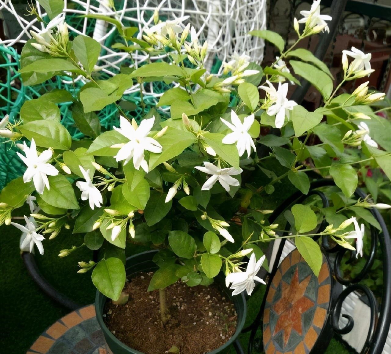 下雨天,这些花快扔出去,淋一淋,呼呼冒新芽,花开一大盆