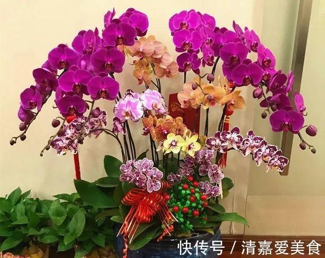 火火|过年之前，给家里养上6种花，花朵红红火火、寓意美好