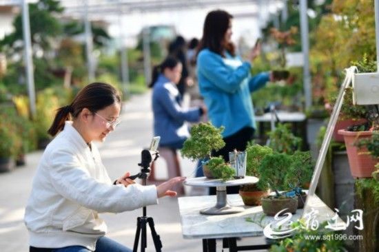 网络|宿迁沭阳：网络直播遍地开花 成花木销售主渠道