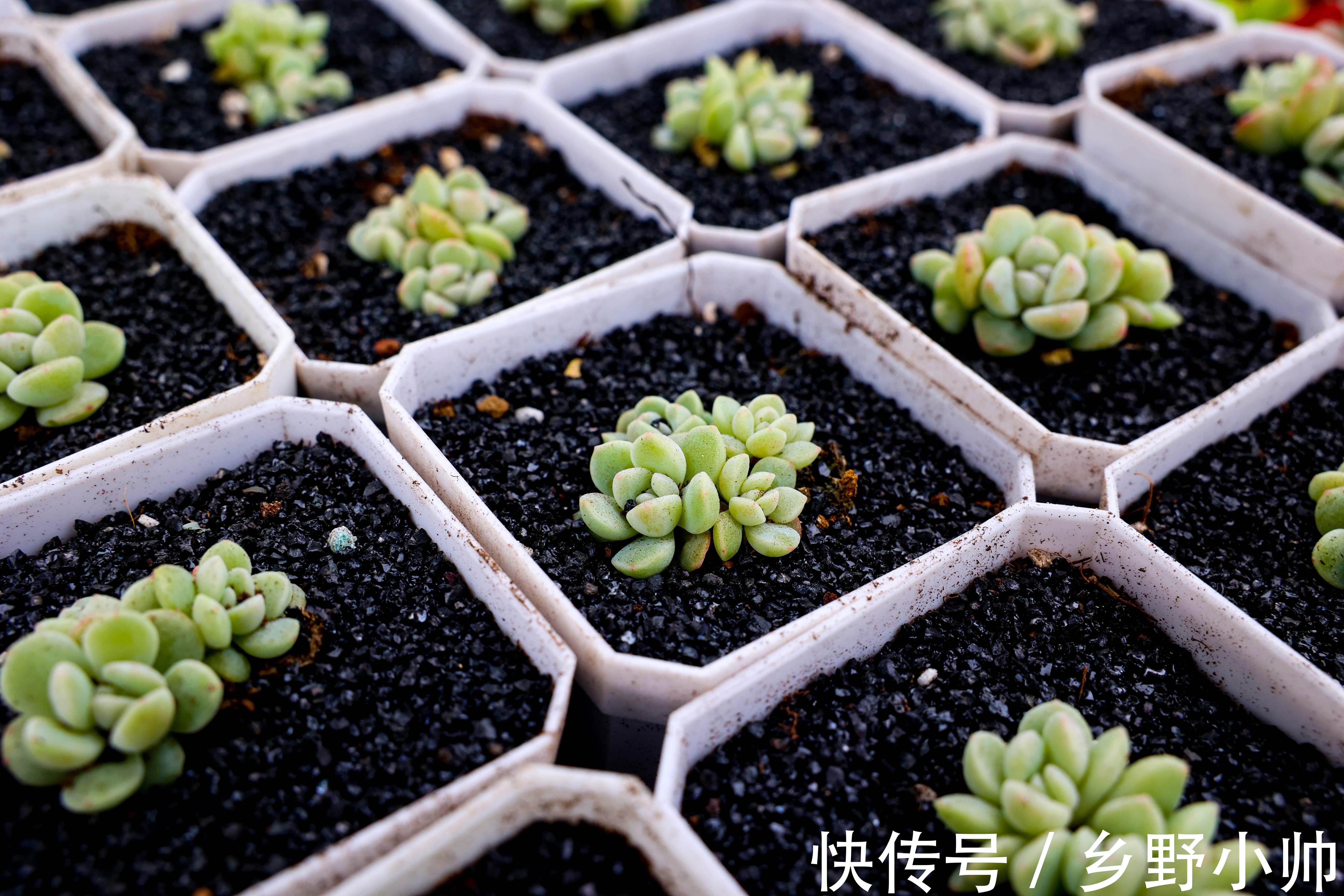 冬天多肉会生虫吗?多肉生虫怎么办?小帅为你带来多肉除虫小妙招