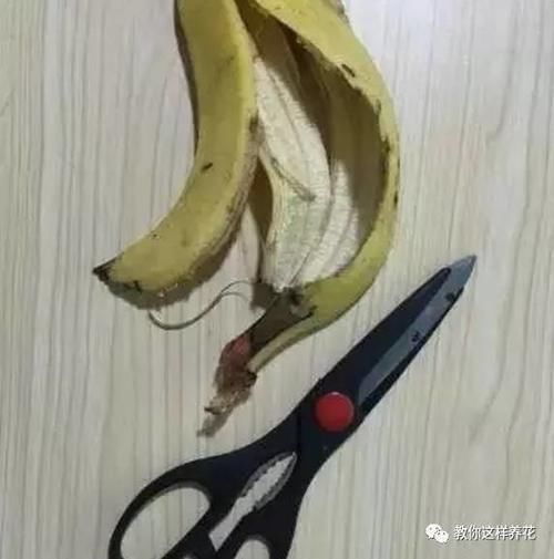 花草养不活,放点香蕉皮,打鸡血一样疯长!