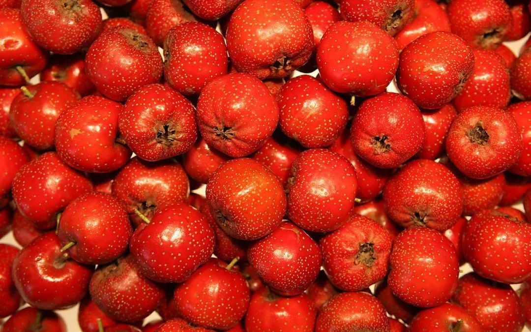 高血脂症|【健康】一颗冬季小果竟是降脂高手！