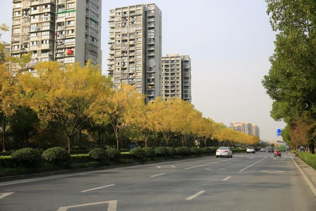 杭州市|杭州一批公园（景区）、道路、河道、高架获评“最佳”