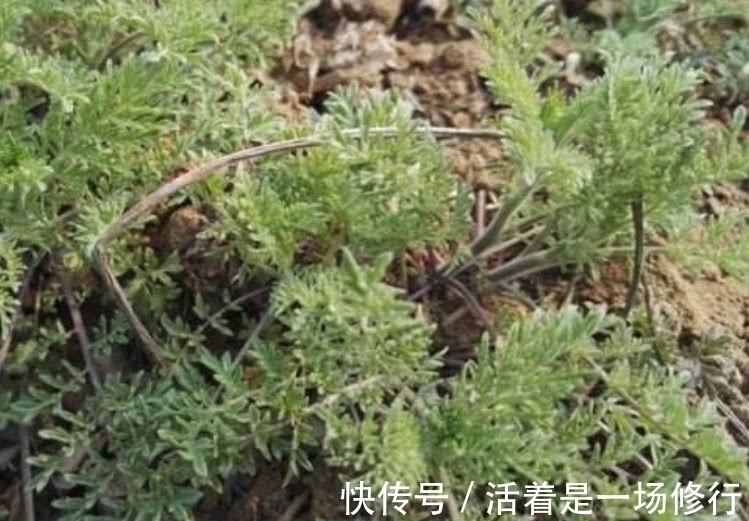 白蒿|这野菜摘下来直接就能吃，农户称它“护肝草”，过了4月份没得吃