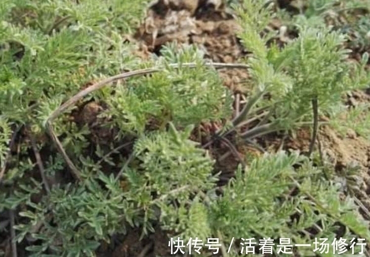 白蒿|这野菜摘下来直接就能吃,农户称它“护肝草”,过了4月份没得吃