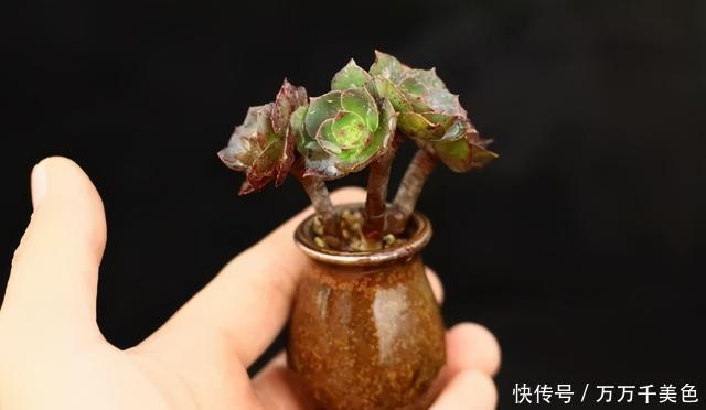 多肉饿着养,个个土肥圆,越矮越小越值钱