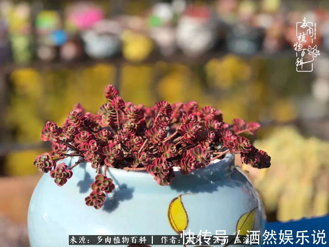 肉友|深秋里，种多肉、赏多肉、会肉友，马不停蹄快乐多！