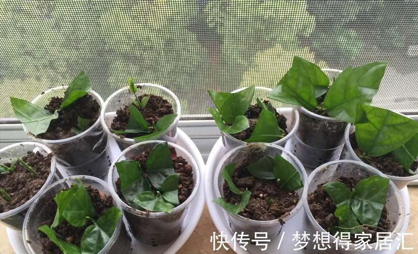 养花|三种夏日花，扦插正当时，喜欢的建议尽快繁殖“小苗”