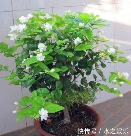 酸性|总是“吃醋”的3种花,隔1个月“吃1斤”,叶片油绿,还蹭蹭长!