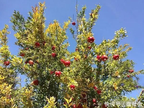 院子里种树有大讲究，这些树寓意好，可提升庭院灵气