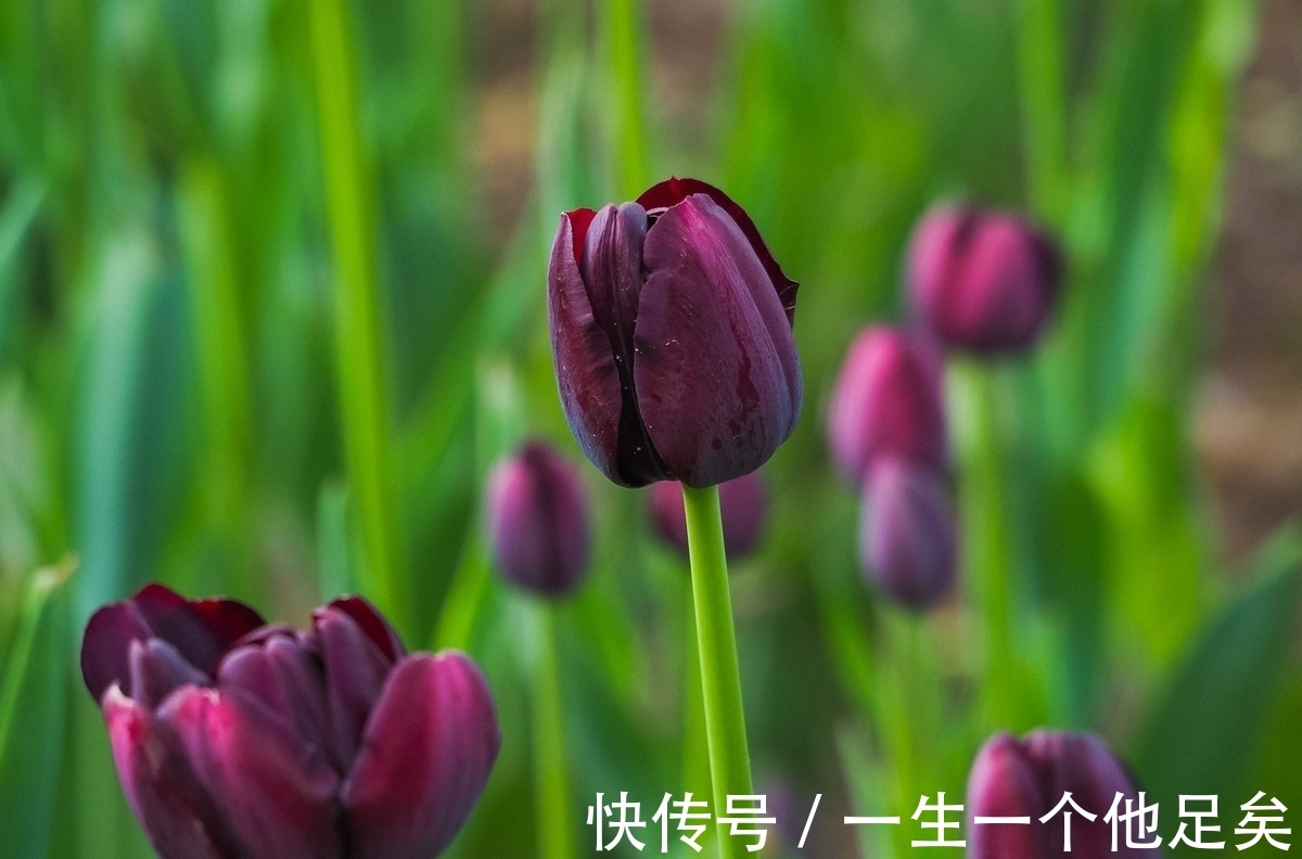 黑色|这些黑色的花是经过精心培养才出来的成果，是非常美丽的花
