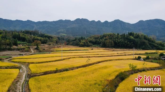 黄山|安徽黄山：丰收稻浪似“金色海洋”