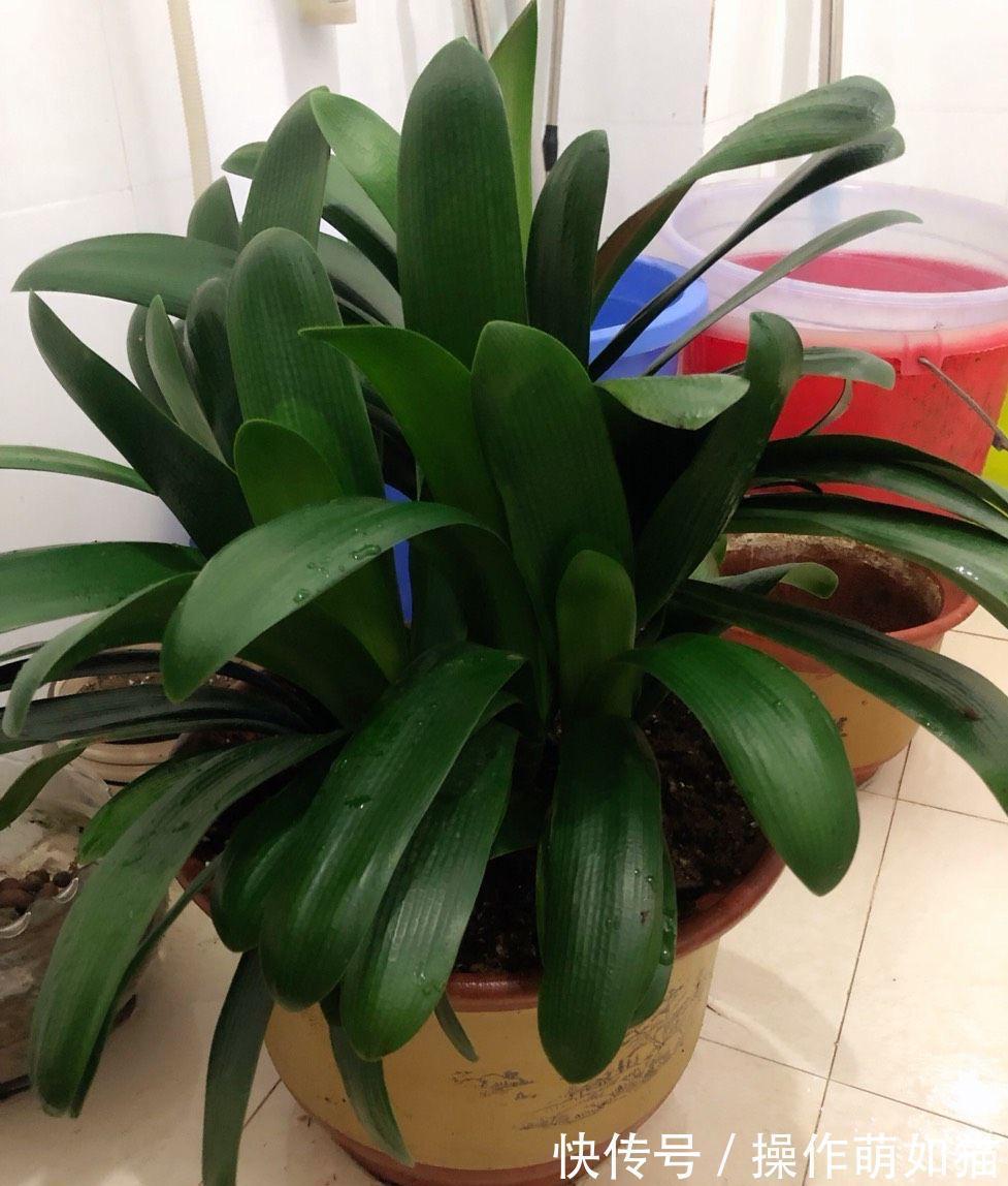 养君子兰,用2个方法,让它的叶片更油绿完美、开出惊艳的花球