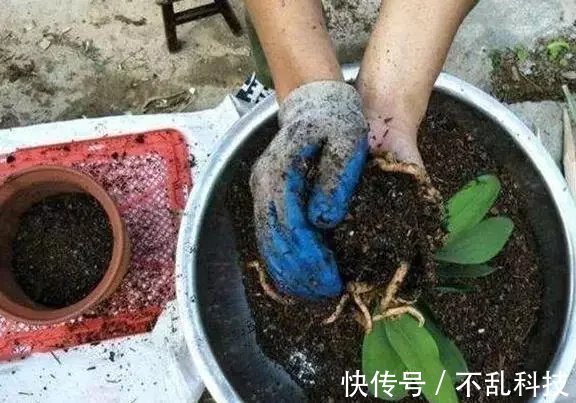 养花要换盆,关键4点要“做对”,不然换了也白换,还容易死掉