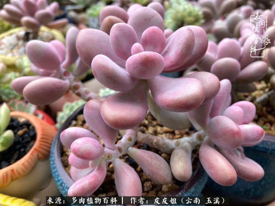 秋黄|柴米油盐的日子,养几盆多肉吧,为生活添几抹色彩!