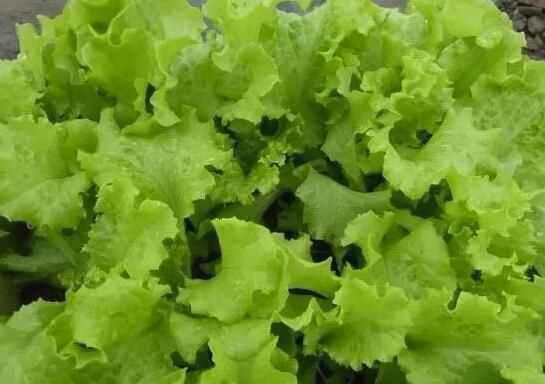 六种在家就可以种的菜,阳台种几盆,漂亮好吃有营养!