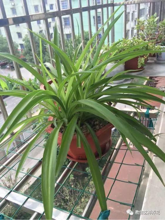花友|用好3招，吊兰马上抽条长新叶，还呼呼开花！