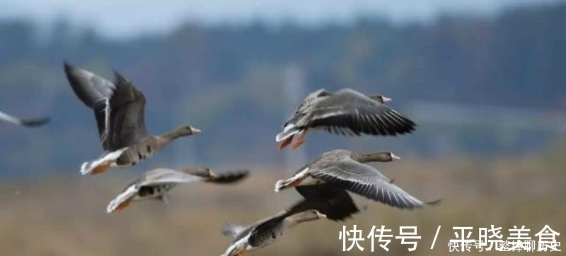 飞鸣@杜甫晚年一首表达孤独的诗,短短的几句,却把孤独描写得深入骨髓