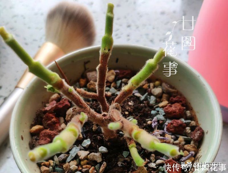 叶子|多肉中的熊孩子，爱掉叶变光杆，4个方面做到位，爆盆还染红指甲