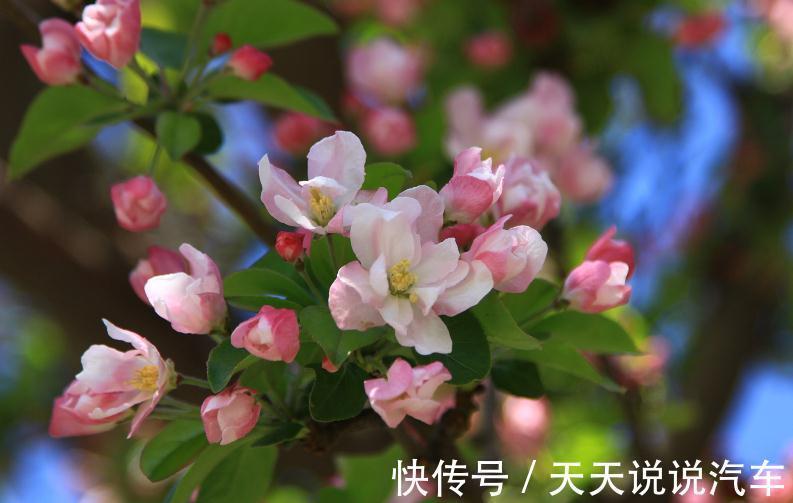 霜降过后，庭院种上这几种花，越冷越艳丽，寓意富贵吉祥招财四海