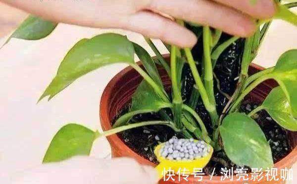 比例|养花施肥“老三样”,掐准时间,看准比例,养一盆爆一盆